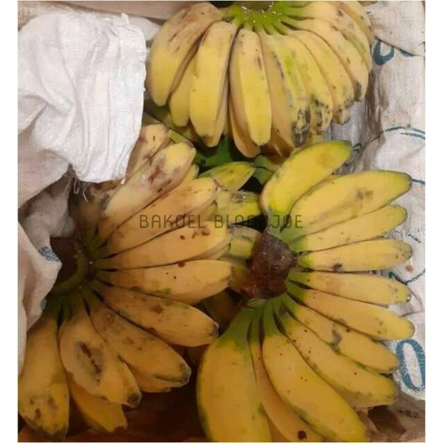 

PISANG KEPOK MERAH / BANANA / FRESH FRUIT / FRUIT / BUAH BUAHAN SEGAR ONLINE SURABAYA