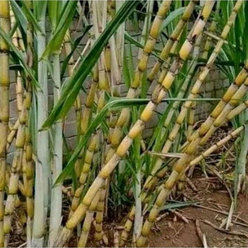 

tebu/tiwu madu segar alami 1kg / panjang 30cm