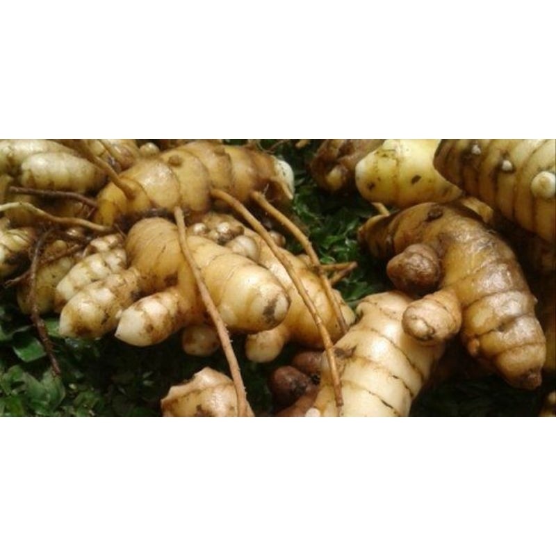 

KUNYIT PUTIH , TEMU PUTIH, CURCUMA ZEDOARIA MURAH FRES BANYAK KHASIAT NYA 500 gram