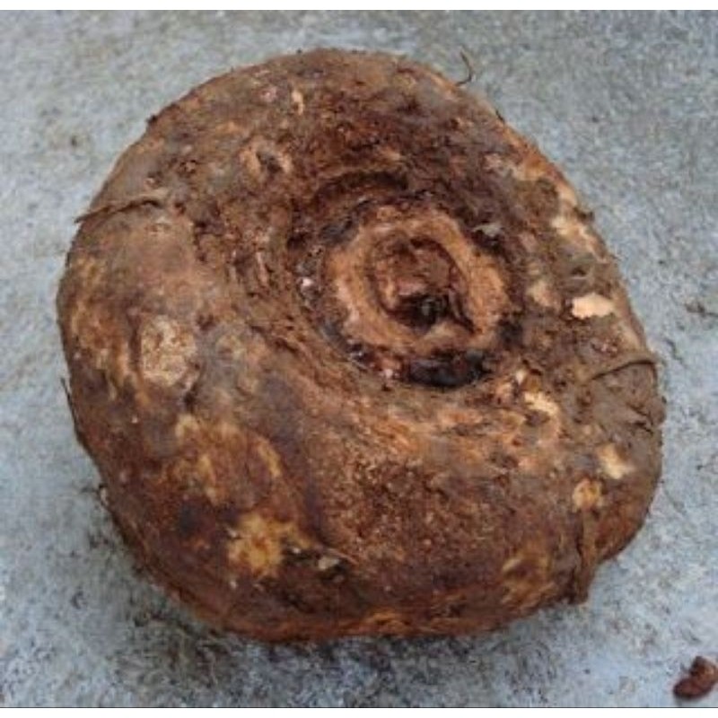 

SUWEG , TALAS SUWEG / UMBI ILEUS SEGAR FRESH MURAH 1kg