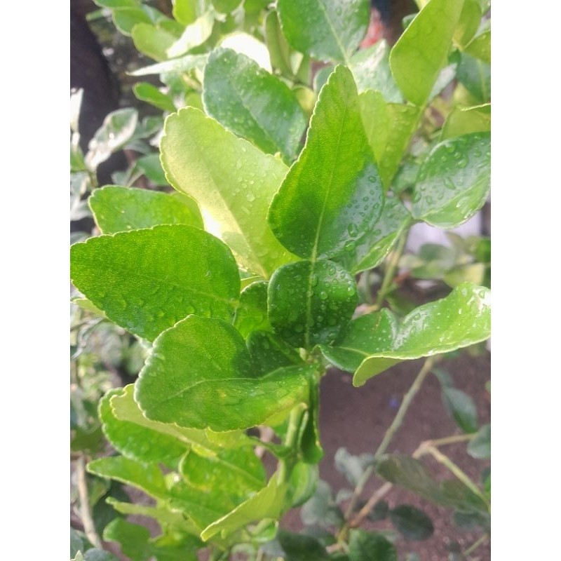 

DAUN JERUK PURUT SEGAR