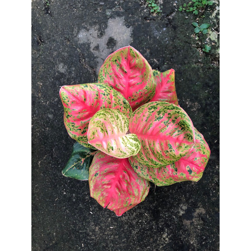 Aglaonema Wulandari