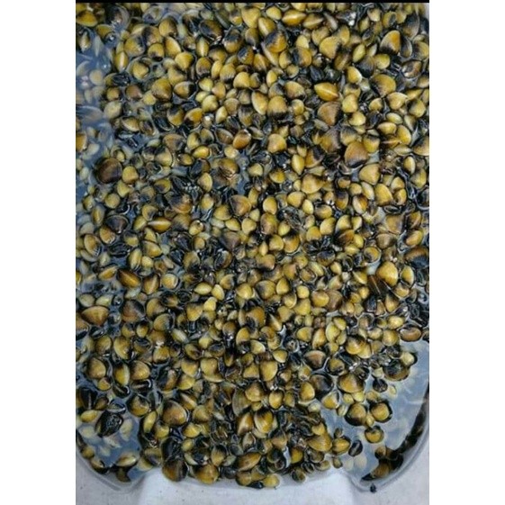 

Haremis fres segar mentah 100 gram