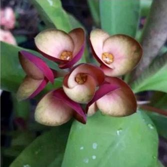 TANAMAN HIAS EUPHORBIA MAROON MILLI//EUPHORBIA REMAJA - BUNGA HIAS EPORBIA - BUNGA HIAS HIDUP