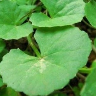 

250 gr New Daun pegagan' antanan sgar 500 gr atasi anemia