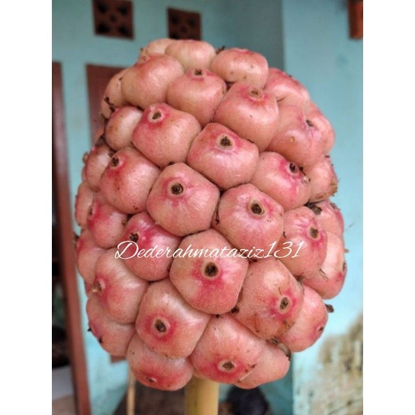 

Buah honje segar 1kg