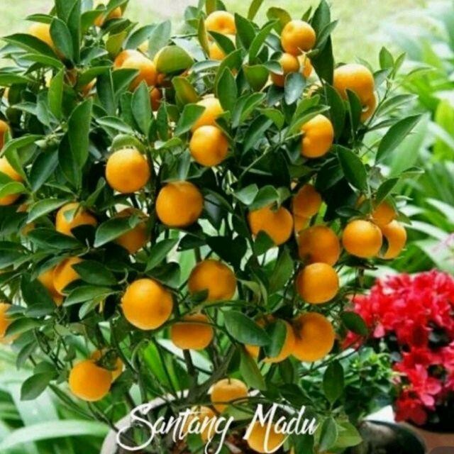 

jeruk santang madu kondisi sudah berbuah