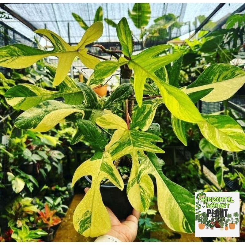philodendron florida beauty variegata - flobe var - philodendron - tanaman