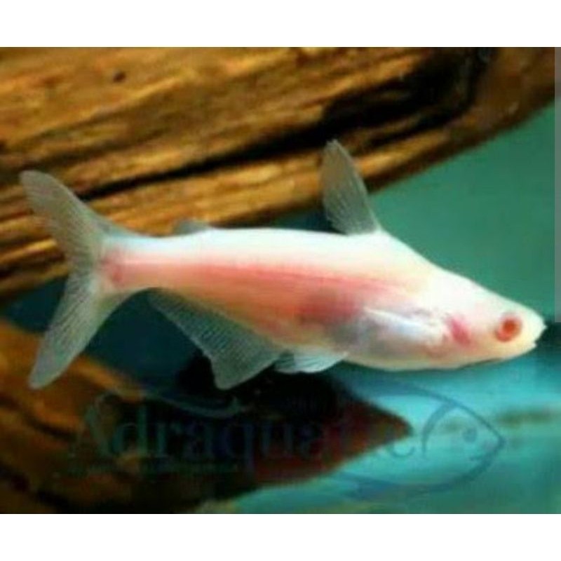 patin albino ukuran 5-7 cm HIAS