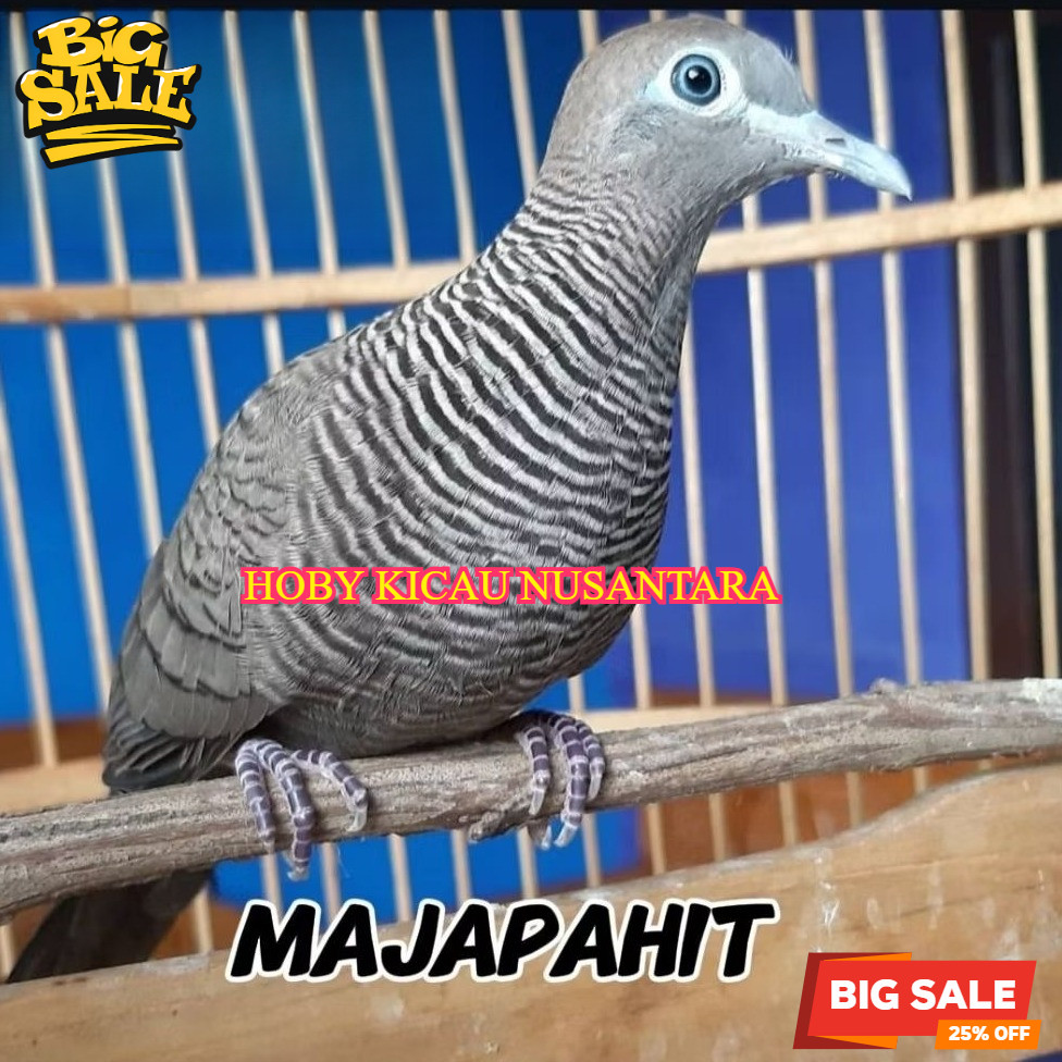 BURUNG PERKUTUT CEMANI MAJAPAHIT DEWASA GACORAN