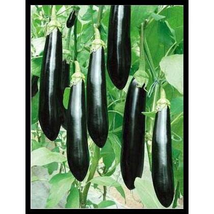 50 BUTIR BIJI / BENIH TERONG HITAM PANJANG