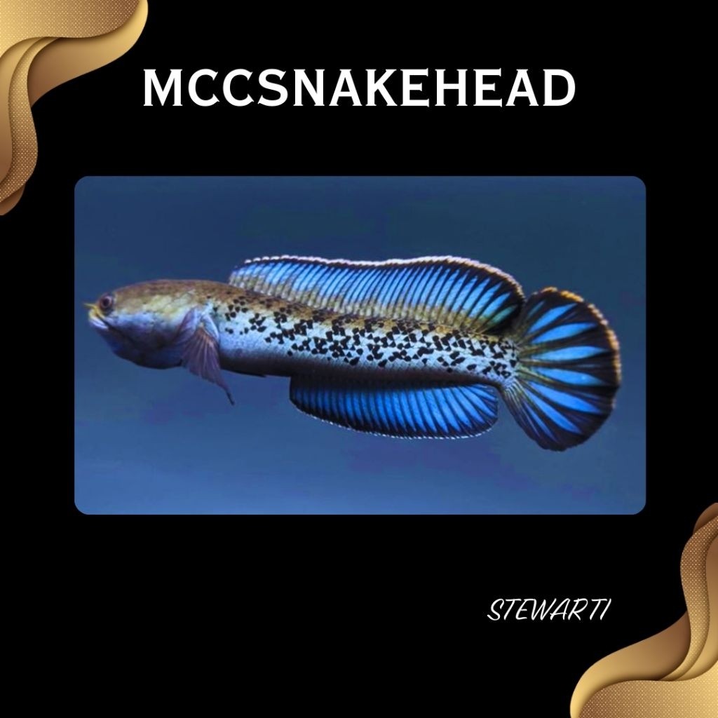 [CHANNA] STEWARTI KARBIALONG - BAHAN BERKUALITAS | SINGLE TANK - Best Sortiran | Channa Berkualitas 