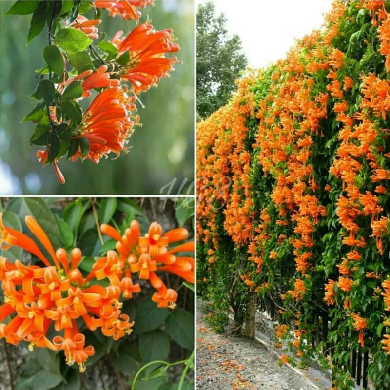 Tanaman Bunga Rambat Flame Vine - Bibit Tanaman Hias Florida Flame Vine -tanaman hias-tanaman outdoo