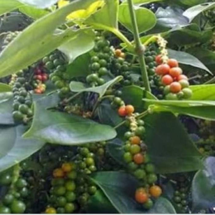 Bibit stek tanaman lada putih rambat, tanaman rempah
