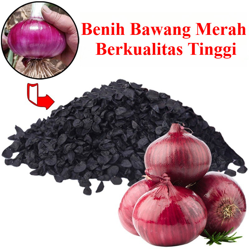 Bibit Bawang Bombay Unggul Isi Benih Bibit Biji - Bawang Bombay Merah Red Onion Bawang Merah India J
