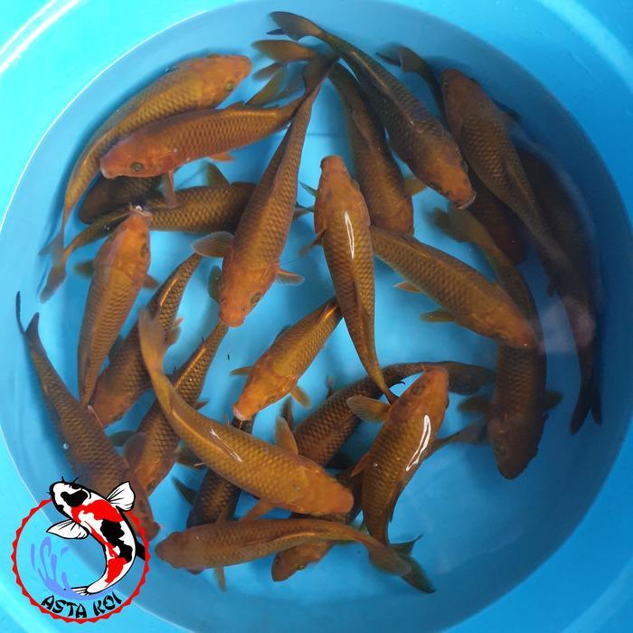 Ikan Koi Chagoi Cagoi Tembaga Blitar