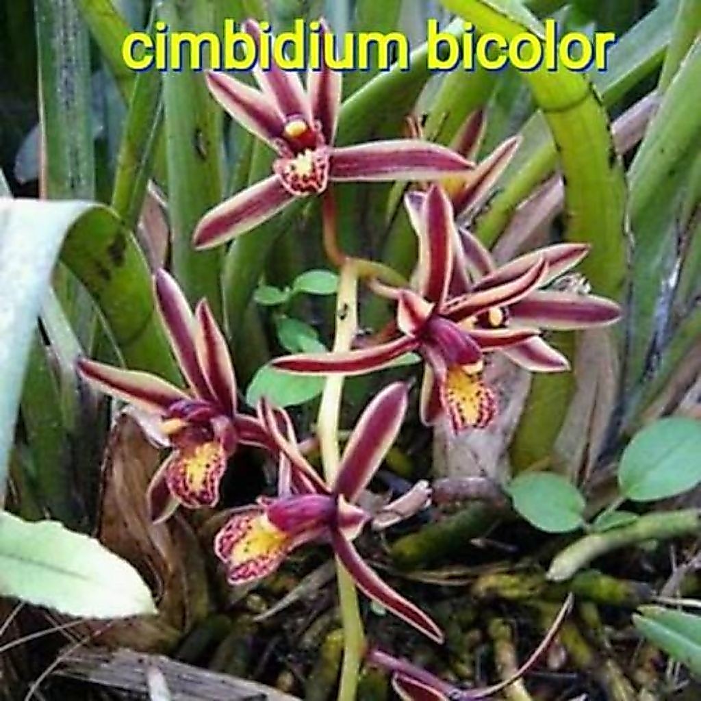 Anggrek Cymbidium bicolor / Anggrek jenis langka