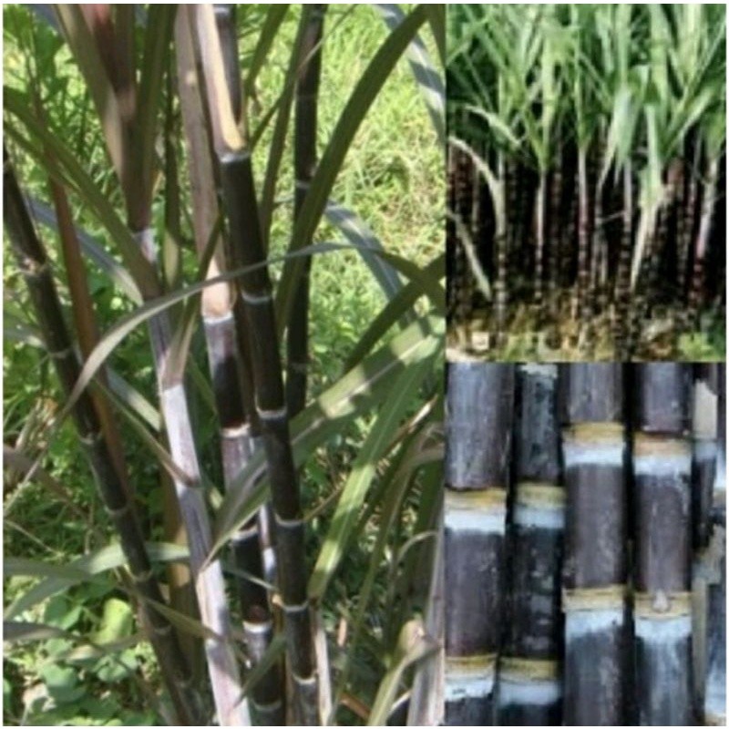 Bibit TEBU WULUNG TEBU HITAM TEBU IRENG ASLI 25 CM / BIBIT TEBU IRENG / BIBIT TEBU HITAM 5 batang