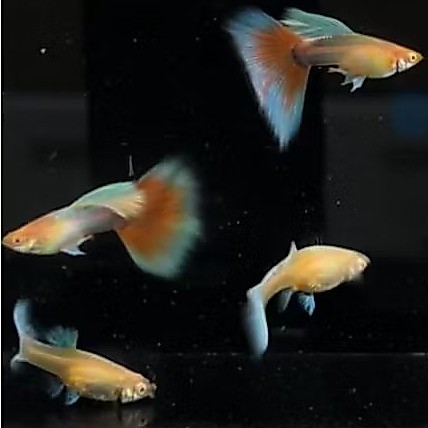 ganci sky red guppy