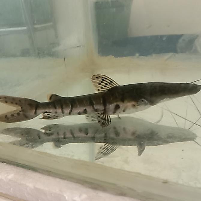 IKAN TIGER CATFISH TSN HIASAN AQUARIUM