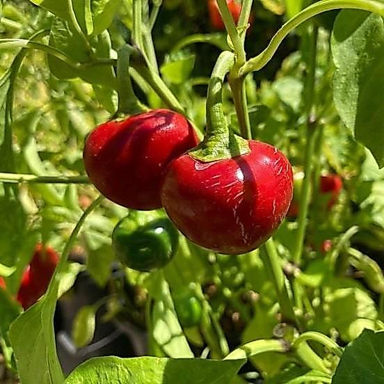 Rupa_Bagus 100 Butir Biji Benih Cabe Hias Bulat Cabe Cherry Merah (Kemasan Original Pabrik Impor)