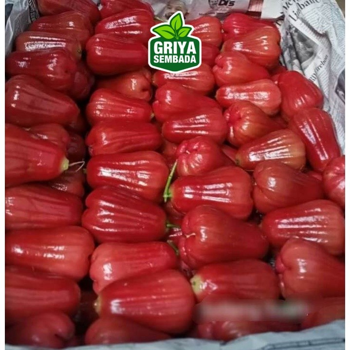 

PASAR ONLINE MURAH - JAMBU AIR CITRA 500GR / JAMBU AIR MERAH Griya Sembada/ Semarang