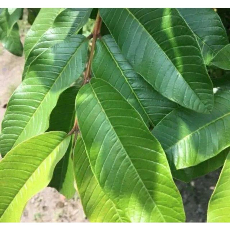 

Daun Jambu Biji Alami, Berbagai Manfaat