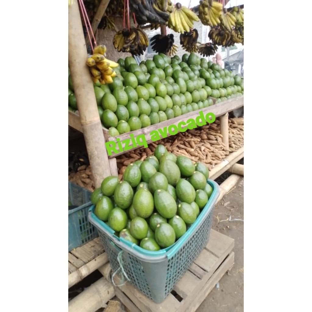 

Alpukat Mentega Lokal Fresh Mentah 1Kg Isi 4/5 Buah