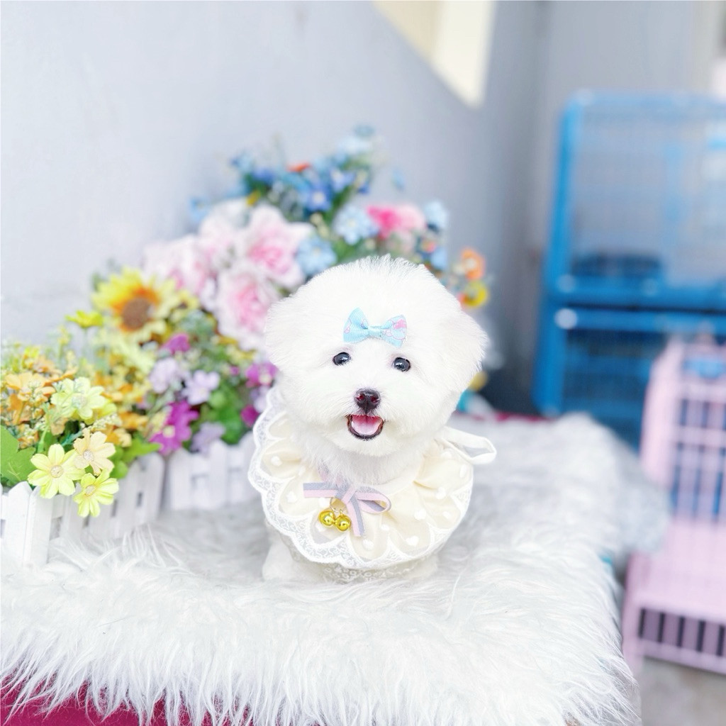 male korean mini bichon frise super cute face bloodline import korea