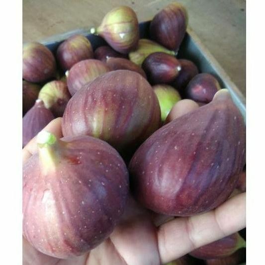 

[P898] Buah tin Ara yordania fresh Organik 150gram