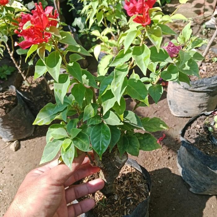 Tanaman bunga bougenville 3 warna Bibit Bougenville 3 Warna – Tanaman Hias Cantik dengan Kombinasi W