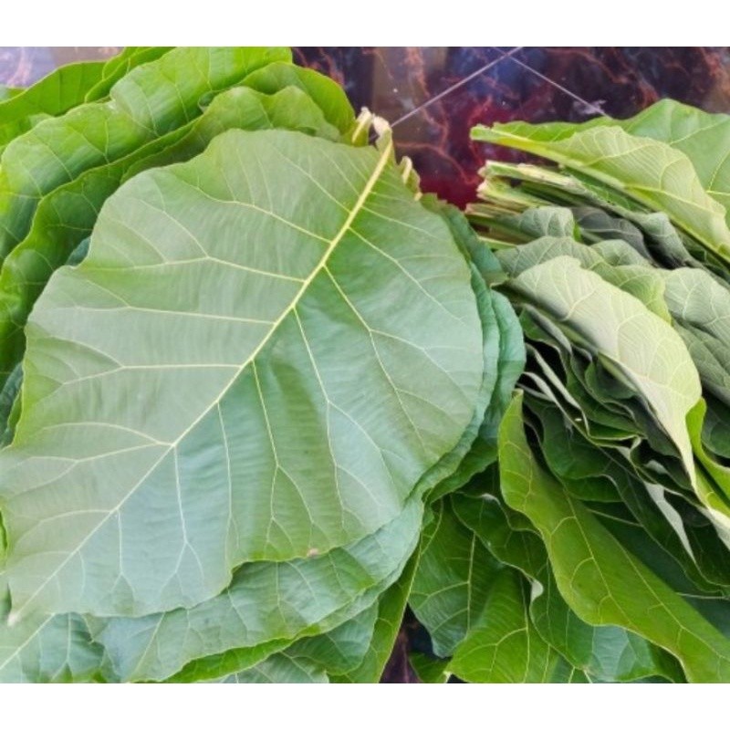 

Promo DAUN JATI SEGAR 500gram Dipetik langsung ..