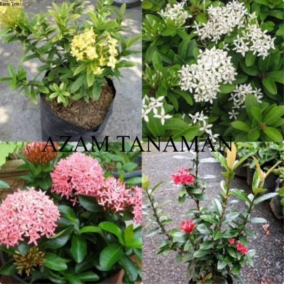 paket 4 tanaman hias asoka jepang - asoka jepang mini - asoka mini