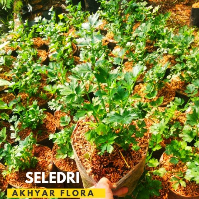 Tanaman Seledri Daun Seledri Seledri Tanaman Herbal Pelengkap Masakan