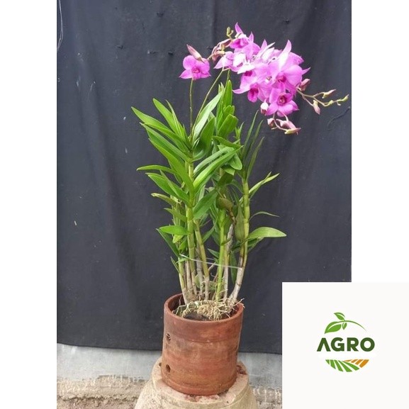 Anggrek Dendrobium Larat