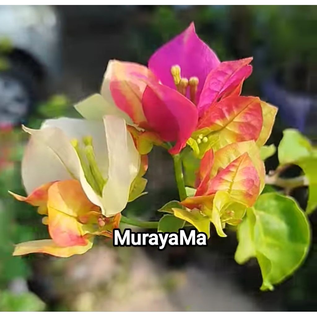 Bugenvil Murayama Ori Batang Bougenville Serena