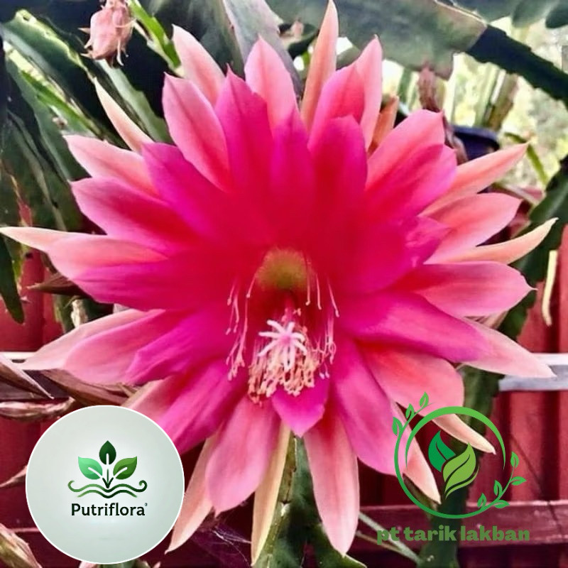 (BISA COD) TERLARIS tanaman hias Wijaya Kusuma bunga merah pink / Wijaya Kusuma