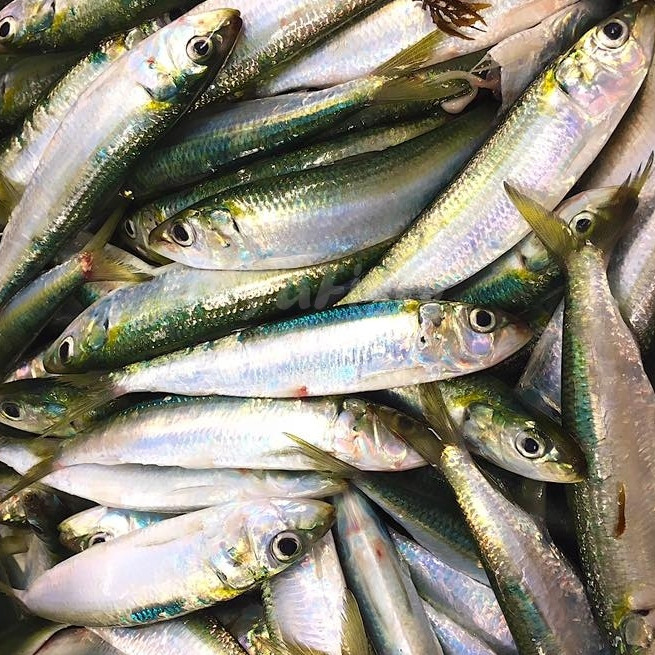 Ikan Sarden 1Kg Ikan Sarden Segar Sardines Fish Seafood Ikan Laut Segar Sardine Fish