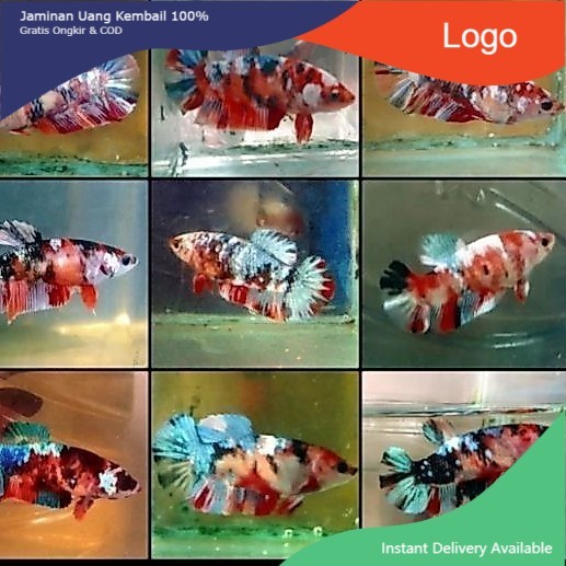 IKAN HIAS CUPANG BETINA KOI / NEMO / MULTI / GALAXY BETINA