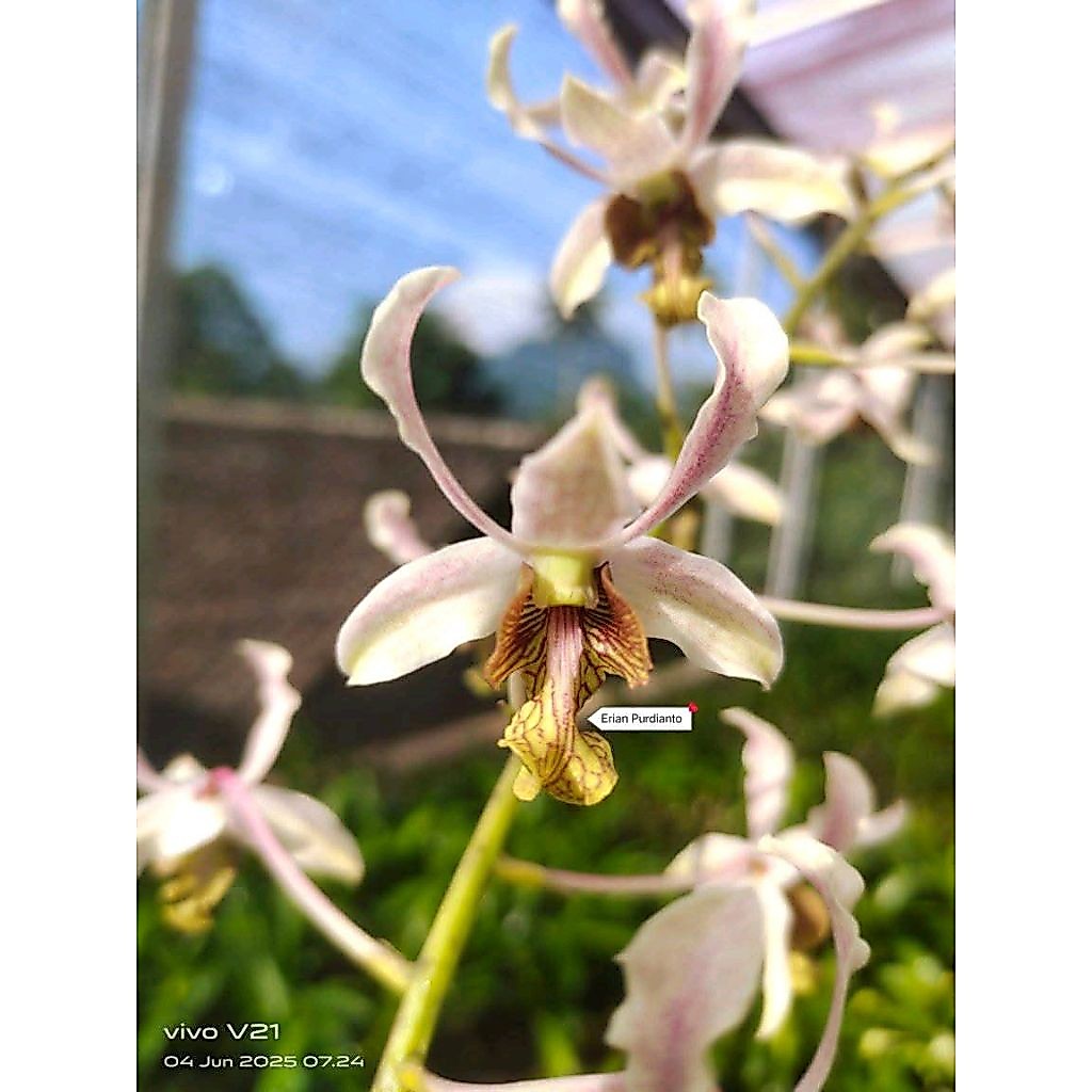 Dendrobium Reyna (macrophyllum x lineale blue)dewasa