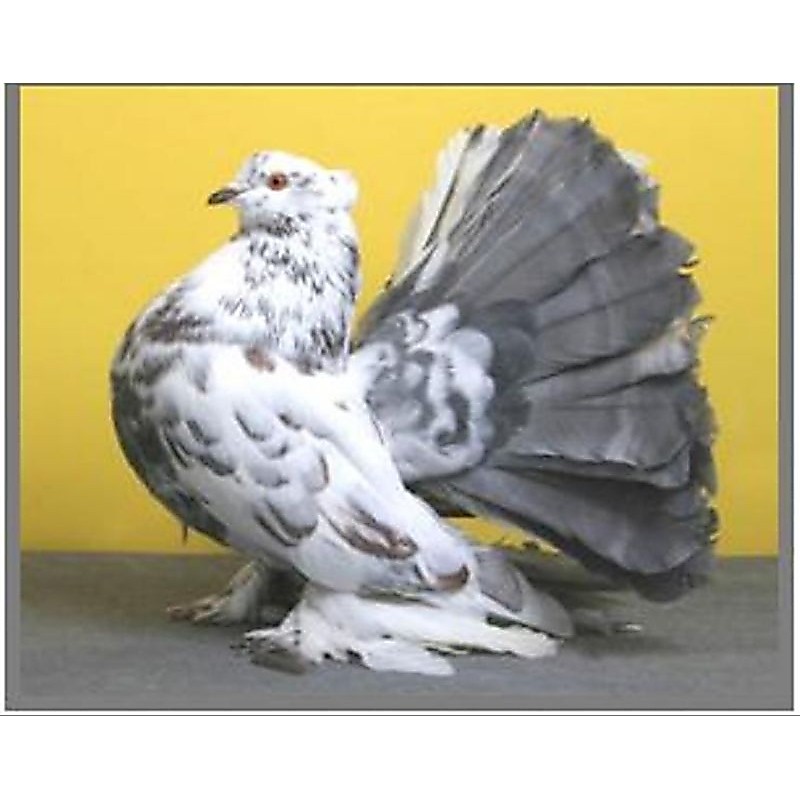 telur merpati kipas