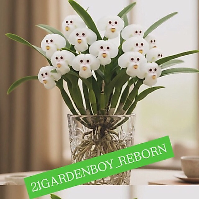 (ASLI) Anggrek Dendrobium Dewasa White Monkey / Simia Dracula Siap Bunga