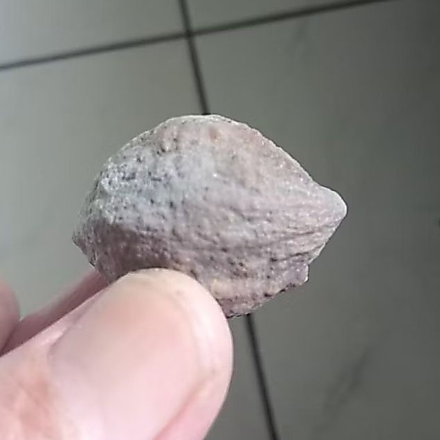 Kemiri Adu Muncang Adu Yanti SB Ori Size Kecil