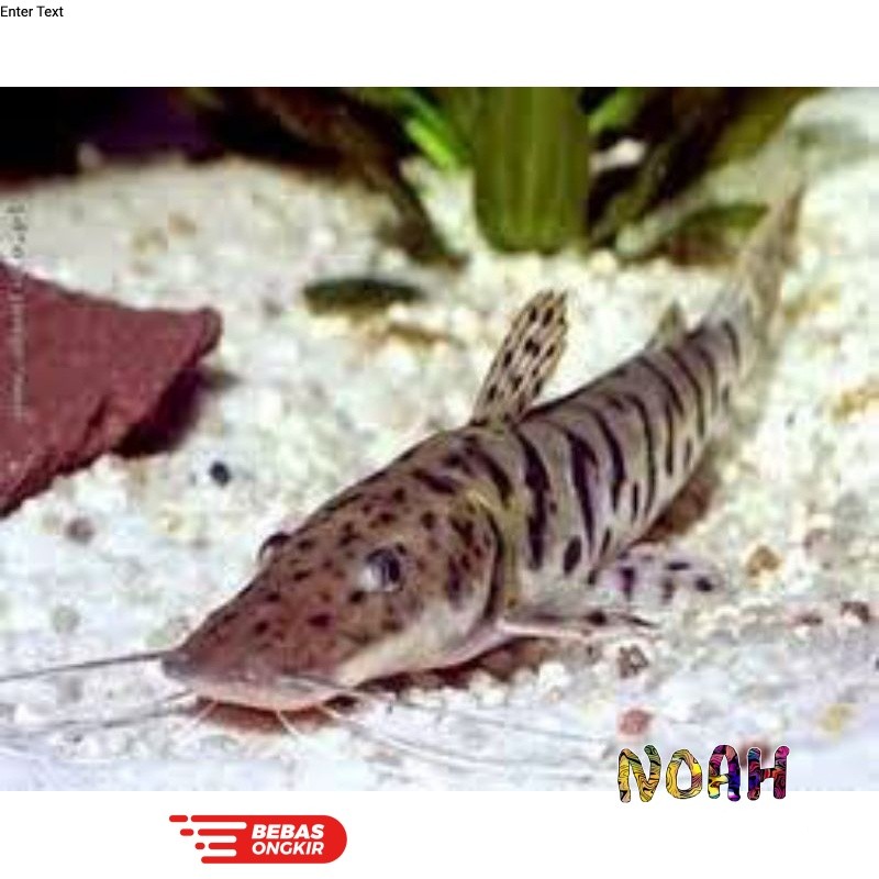 Hiasan Aquarium TSN Catfish Kualitas Baik