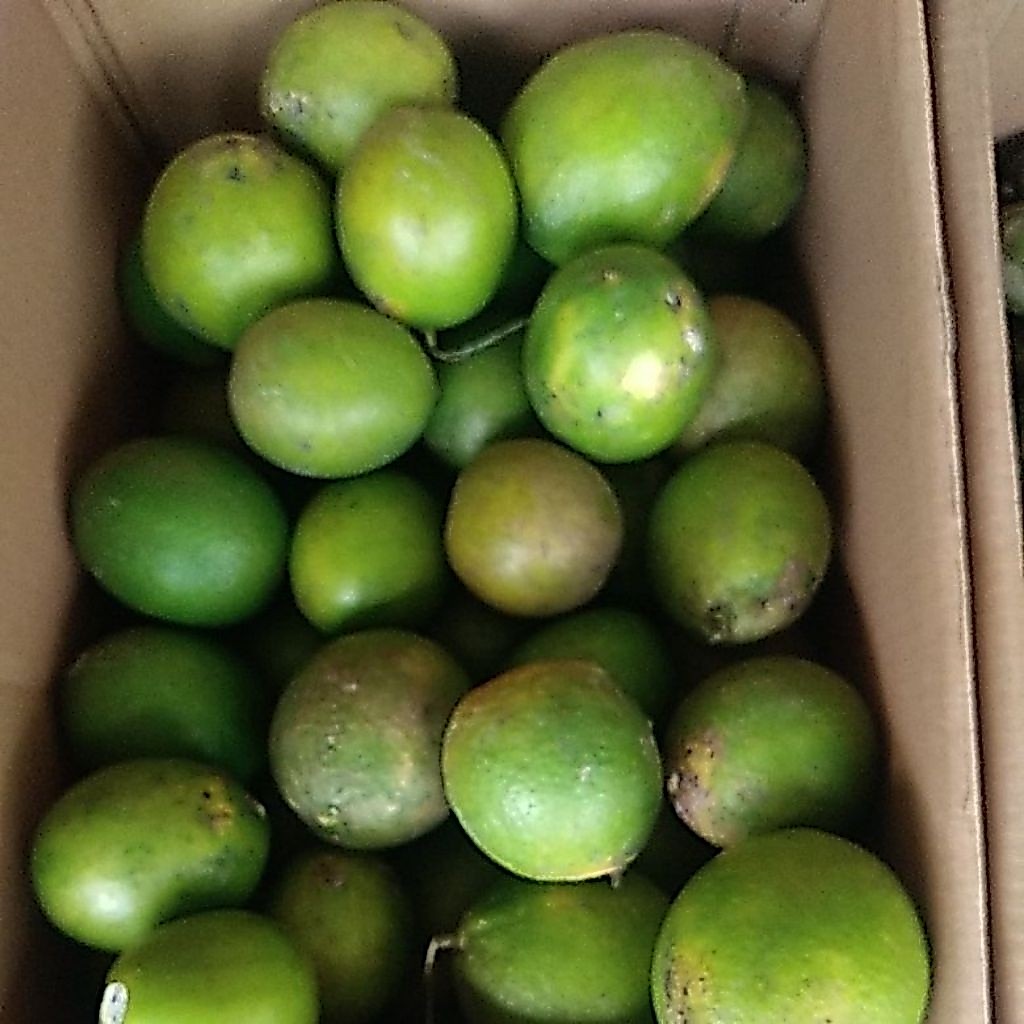 jeruk lemon 1 kg