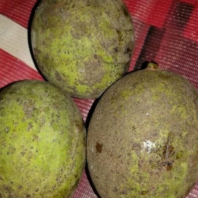 buah Limus pakel segar rujak