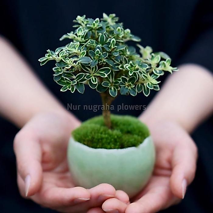 Terlaris Bonsai mini bonsai mame mirten pariegata gratis pot dan lumut hidup - pot plastik