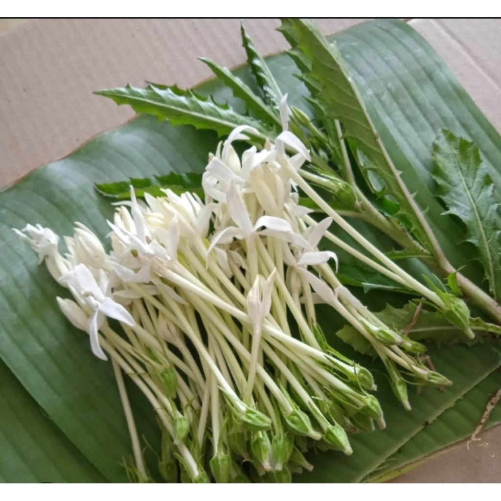 

Bunga kitolod segar petik langsung isi 50 pcs-az