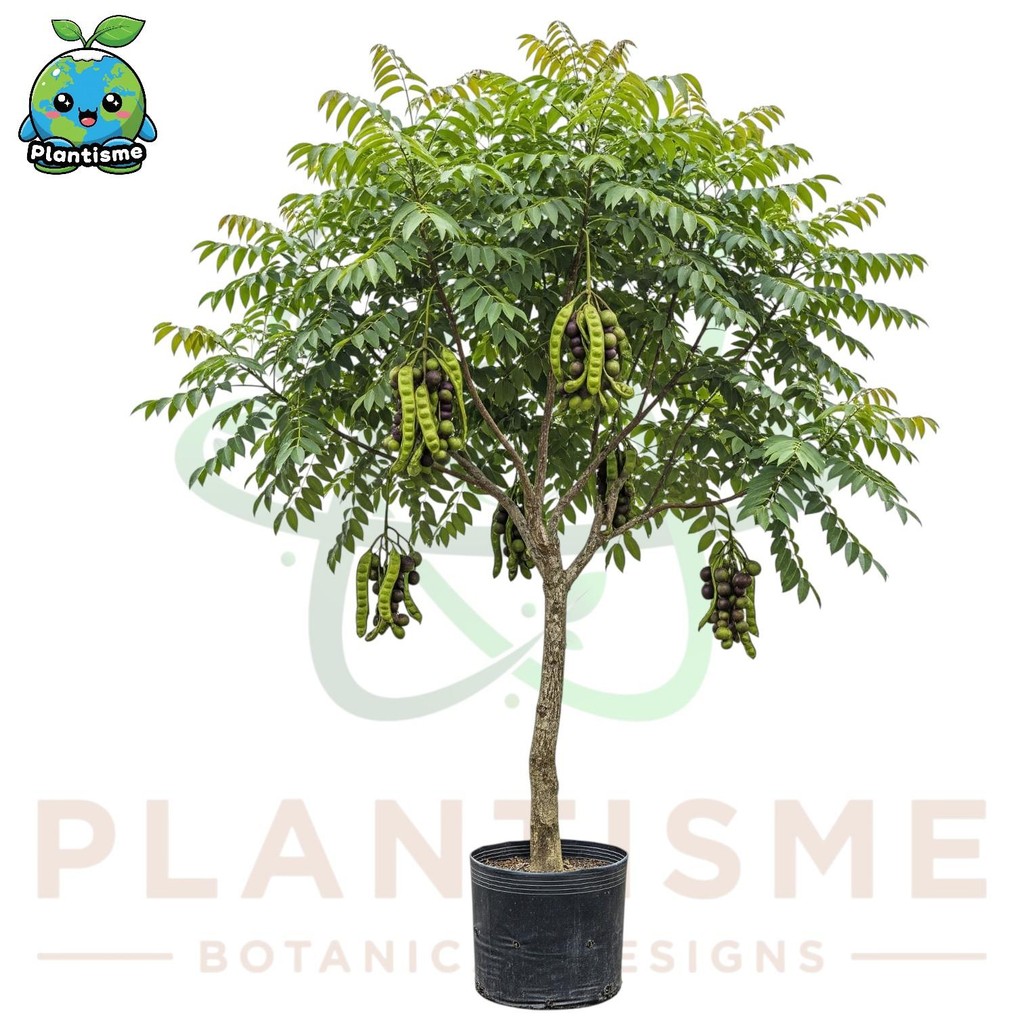 Tanaman Buah – Jengkol Archidendron pauciflorum Pohon Jengkol Okulasi Tabulampot Buah Khas Nusantara