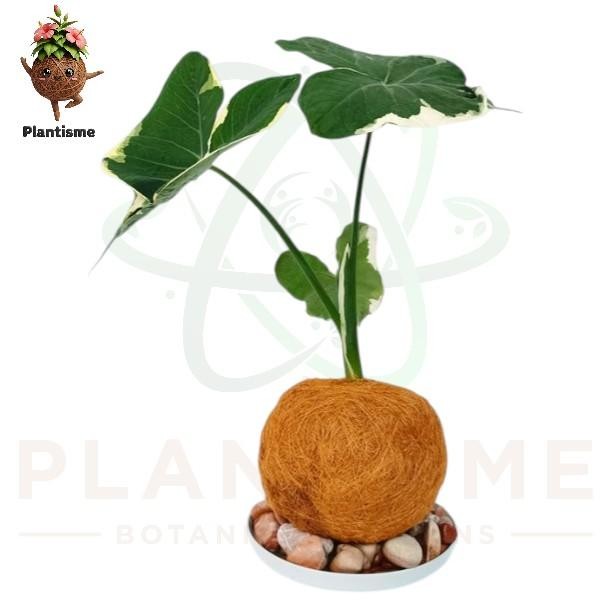 Kokedama – Alocasia Variegata Xanthosoma Sagittifolium Tanaman Hias Daun Corak Putih Hijau Tropis un